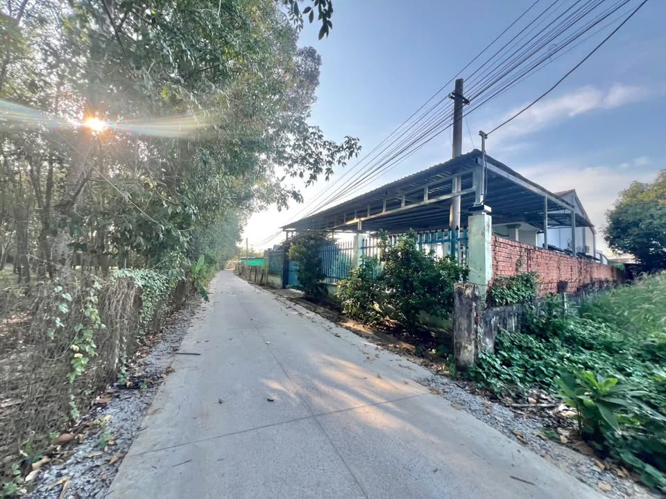 Đất thổ cư 253m² tại Hiệp Thạnh, Gò Dầu - Sổ đỏ chính chủ chỉ 1.35 tỷ!