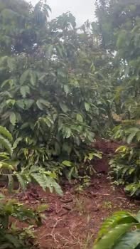 Đất 1,42ha Liên Hà Lâm Đồng giá 1,53 tỷ - Mặt tiền đường lớn