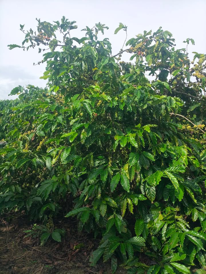 Đất nền Phúc Thọ Lâm Hà 14000m² giá 3.2 tỷ - Đường nhựa 400m