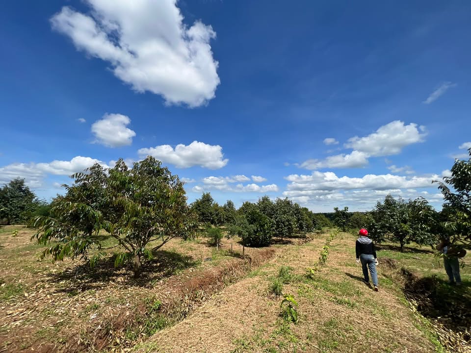 Farm 1,6ha tại Ea H'đinh, Cư M'gar - Đầu tư xanh với giá chỉ 400 triệu!