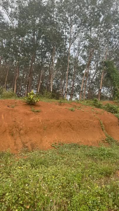 Đất nền Đức Cơ 7875m² giá 3.125 tỷ - Mặt đường liên xã Ia Pnôn, thương lượng tốt!