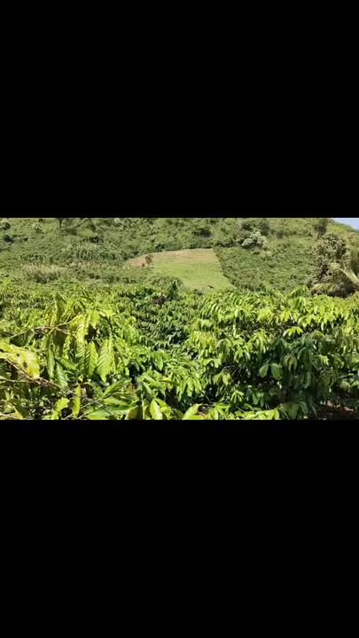 Farm Đắk Nông 1,4ha giá 2 tỷ - Tiềm năng kinh doanh cà phê lớn!