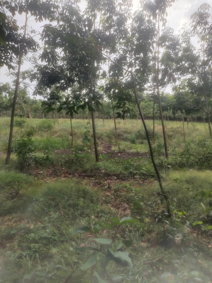 Đất Farm 1,2ha tại Hưng Phước, Bù Đốp - Giá chỉ 1,4 tỷ, Đầu tư sinh lời!