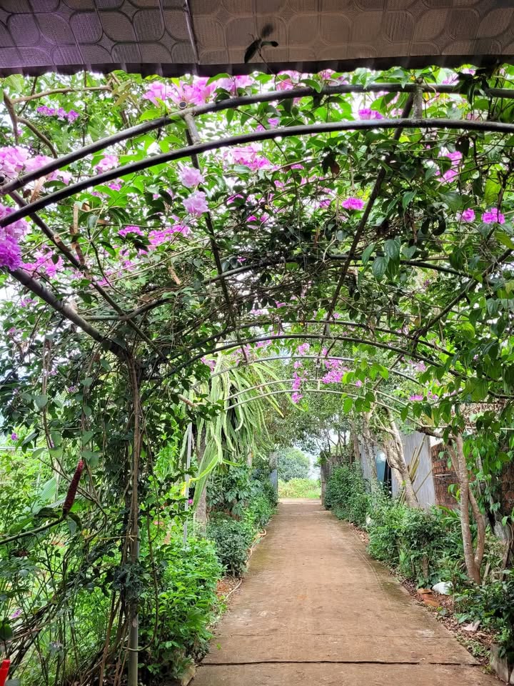 Nhà nguyên căn 146/65 Âu Cơ, Thắng Lợi, 5PN giá 3.5 triệu - Không thể bỏ lỡ!