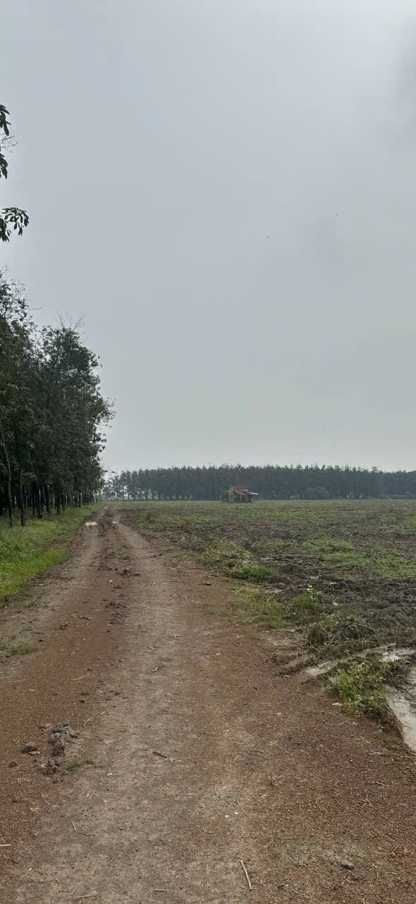 Bán gấp đất nông nghiệp đường xã Suối Đá 70000m² giá 15 tỷ - Vị trí tiềm năng gần hồ Dầu Tiếng!