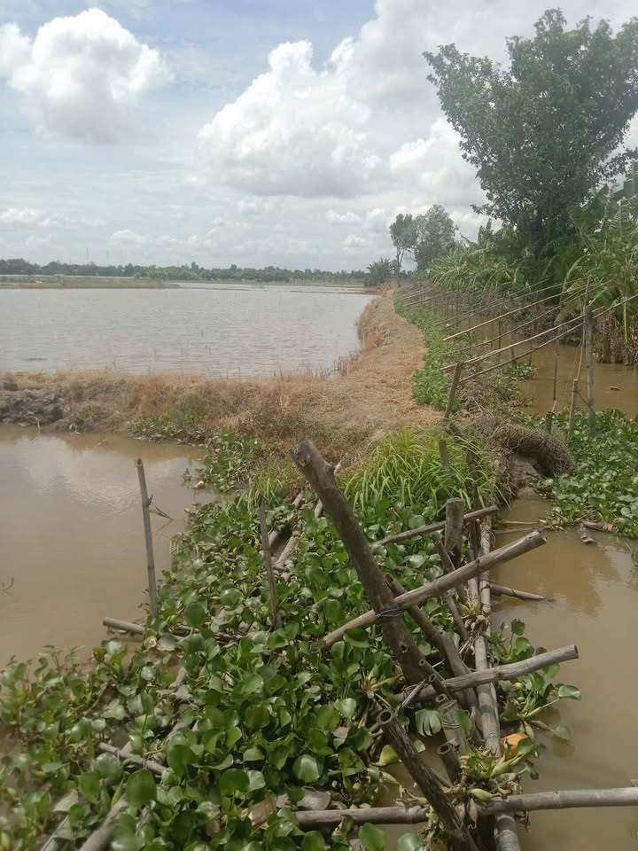 Đất nông nghiệp Củ Chi 36.000m² giá 1.4 tỷ - Mặt tiền hơn 50m, hai mặt thủy lợi!