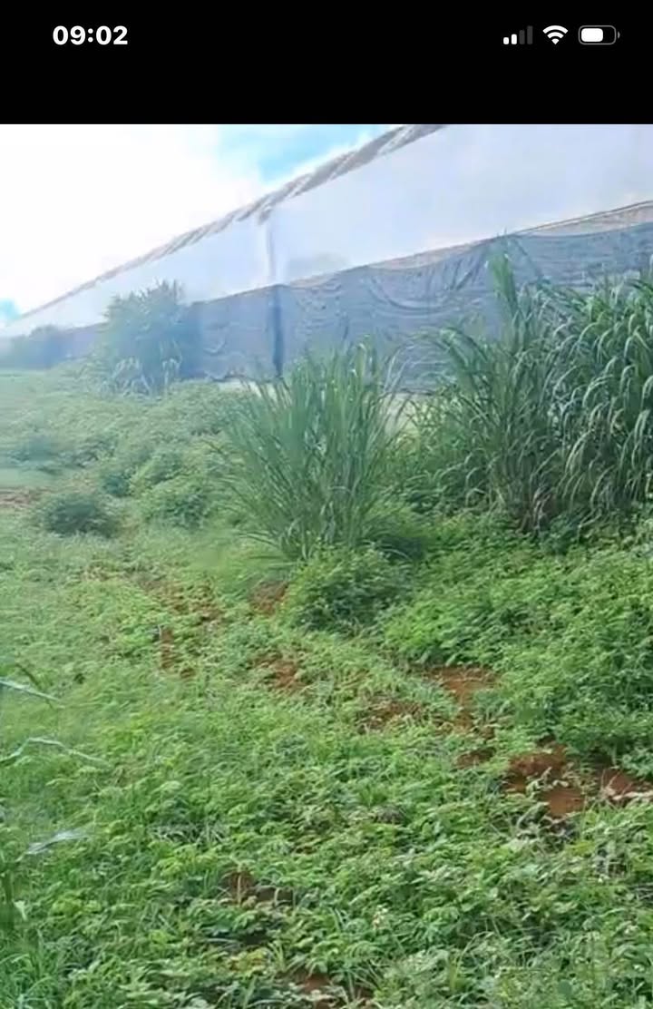 Đất nền 2047m² đường số 7 xã Quảng Lập - Giá chỉ 1.55 tỷ!