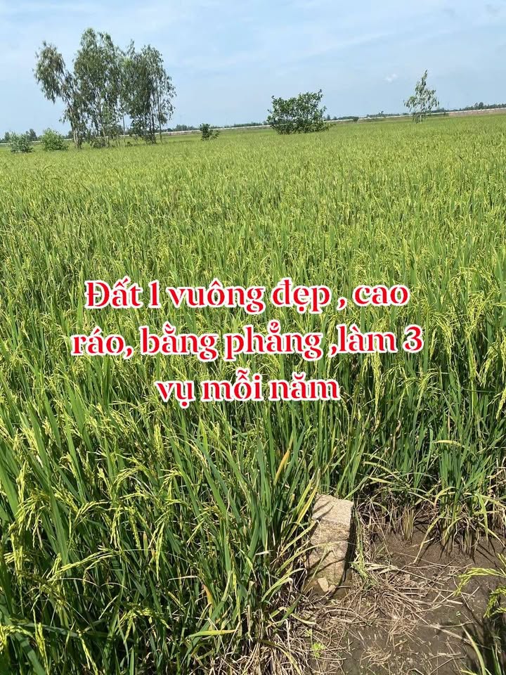 Đất ruộng 3956m² tại Long Phú, Tân Châu, An Giang - Đầu tư sinh lời bền vững!