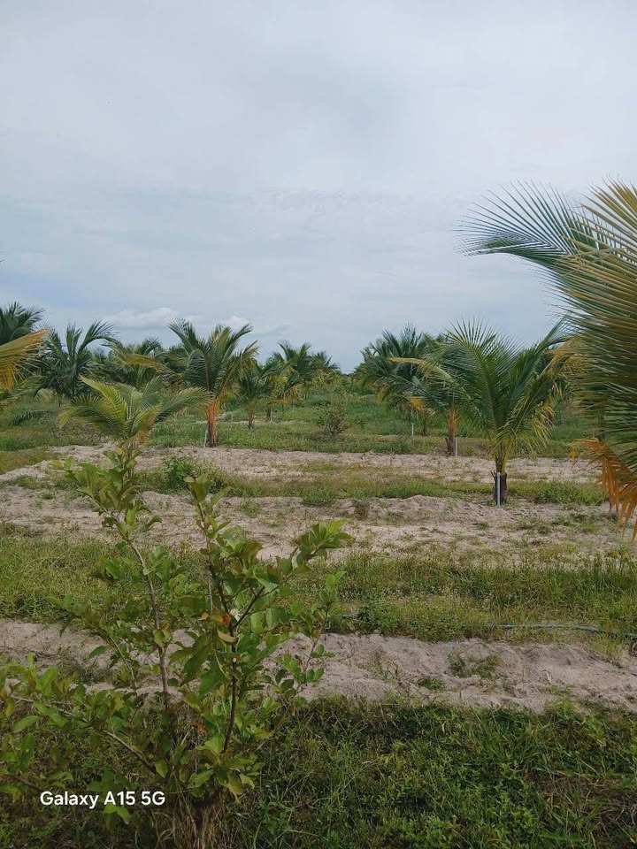 Đất vườn xã Hàm Liêm 59.000m² giá 16.52 tỷ - Đầu tư sinh lời ngay hôm nay!