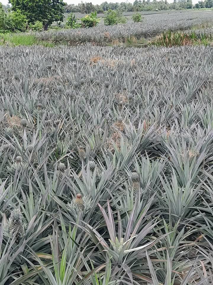 Đất 3 hecta Tân Phước, Thủ Đức 6.6 tỷ - Sổ hồng chính chủ, mặt tiền huyện lộ 40