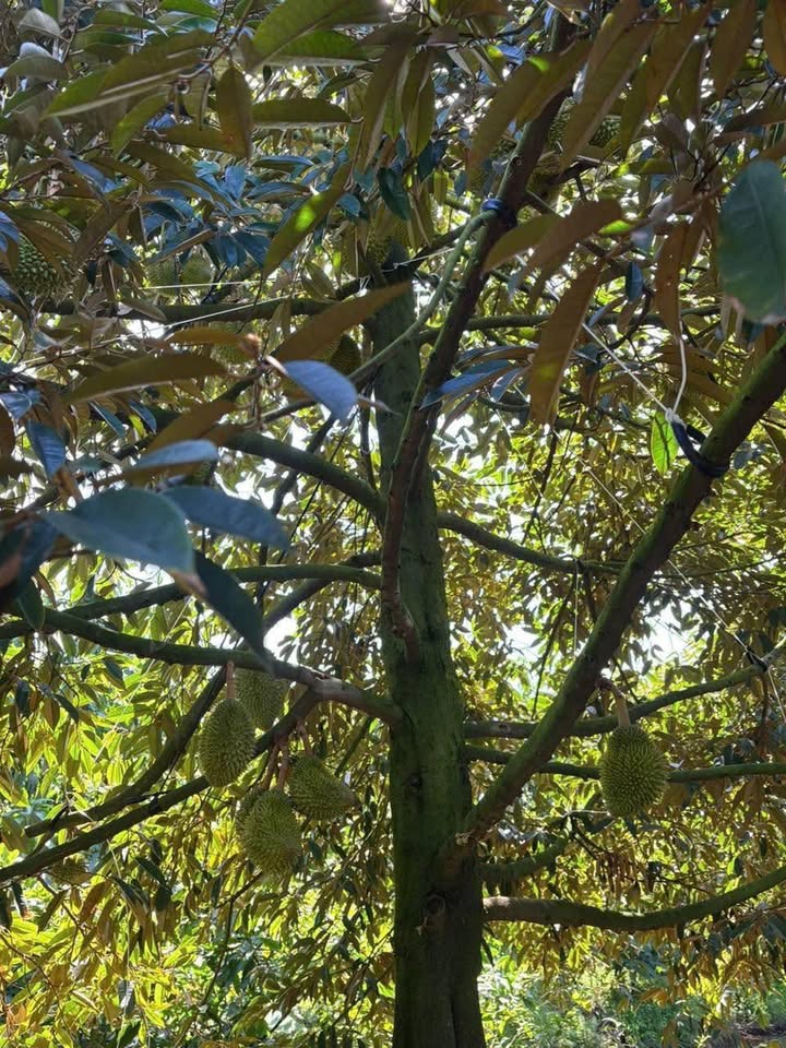 Đất cho thuê tại Tân Hưng, Cái Bè - 280 triệu - Đầu tư sinh lời từ cây R6