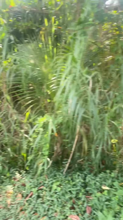 Đất mặt tiền đường tỉnh 901, xã Hòa Bình, 3000m² chỉ 2.4 tỷ - Cơ hội đầu tư sinh lời!