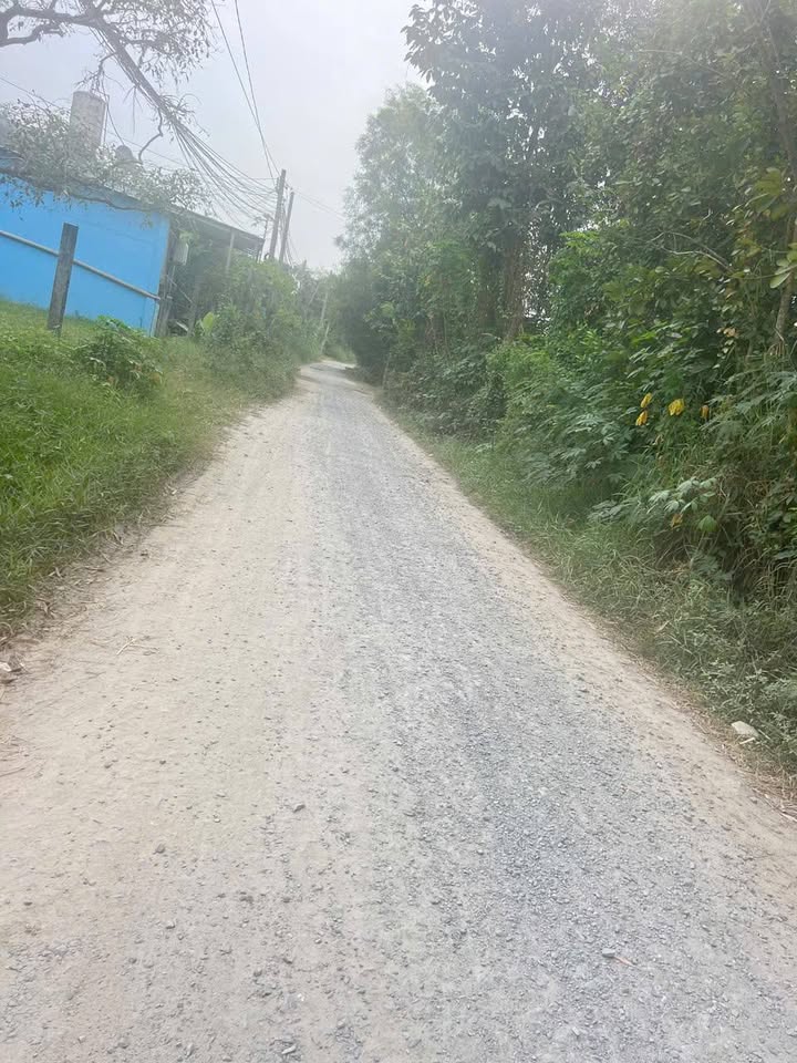 Đất vườn Ấp Rừng Dầu, Mỹ Hạnh Bắc, 250m² giá 1 tỷ - Cơ hội đầu tư hấp dẫn!