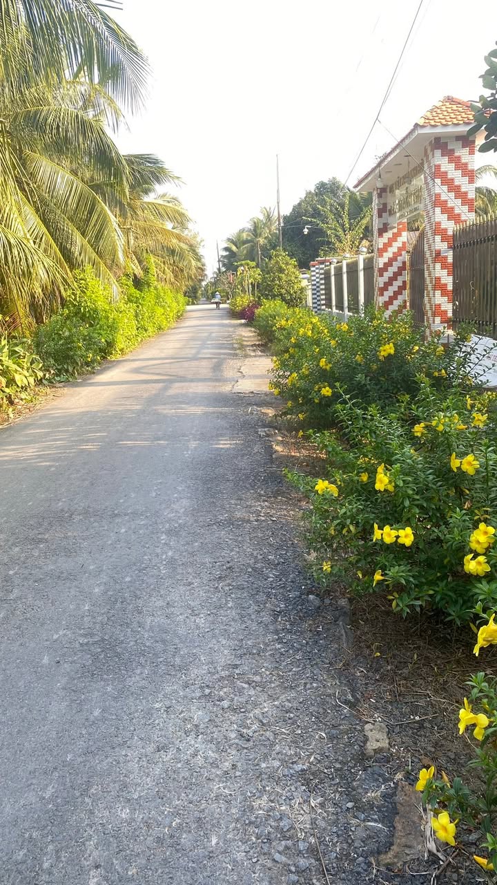 Đất ruộng mặt tiền nhựa tại Trung Nghĩa, Vũng Liêm - 5 công chỉ 780 triệu!