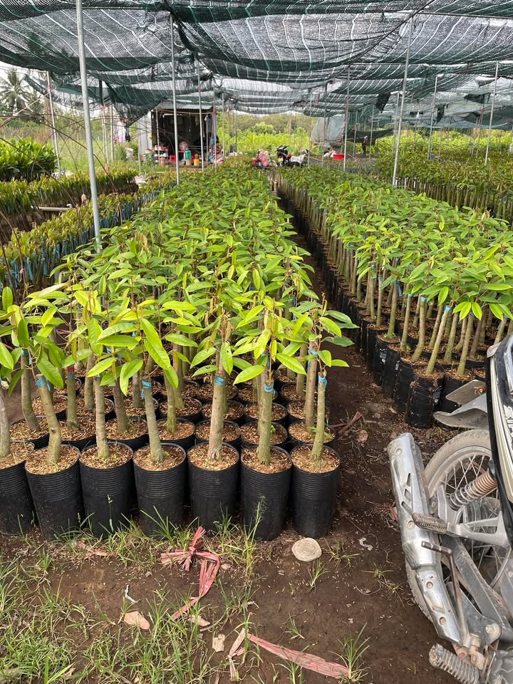 Đất Tân Thiềng, Chợ Lách 2500m² giá 2.5 tỷ - Đầu tư sinh lời ngay!