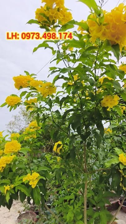 Nhà đẹp Phường Ninh Thạnh, Tây Ninh 155m² - Sẵn sàng vào ở!