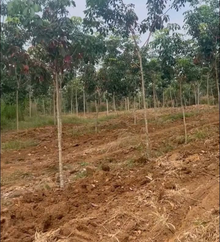 Đất Farm 1ha2 tại Bình Long - Giá chỉ 1 tỷ - Phù hợp làm vườn hoặc đầu tư!