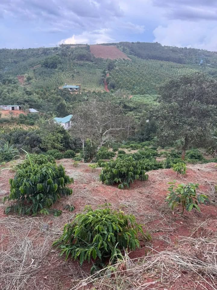 Đất nền Quảng Tân, Tuy Đức 24.480m² giá 700 triệu - Sổ đỏ chính chủ!