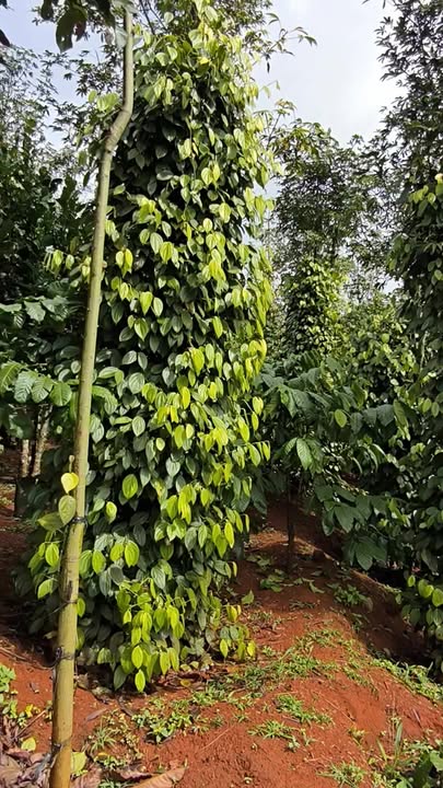 Đất rẫy 1.5ha tại thôn 4, Quảng Trực, Tuy Đức - Giá 1.75 tỷ, chính chủ bán gấp!