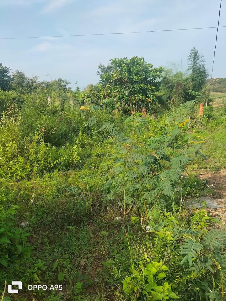 Đất nền thôn 5, xã Đắk Wil, huyện Cư Jút 15m² giá 525 triệu - Sổ đỏ chính chủ