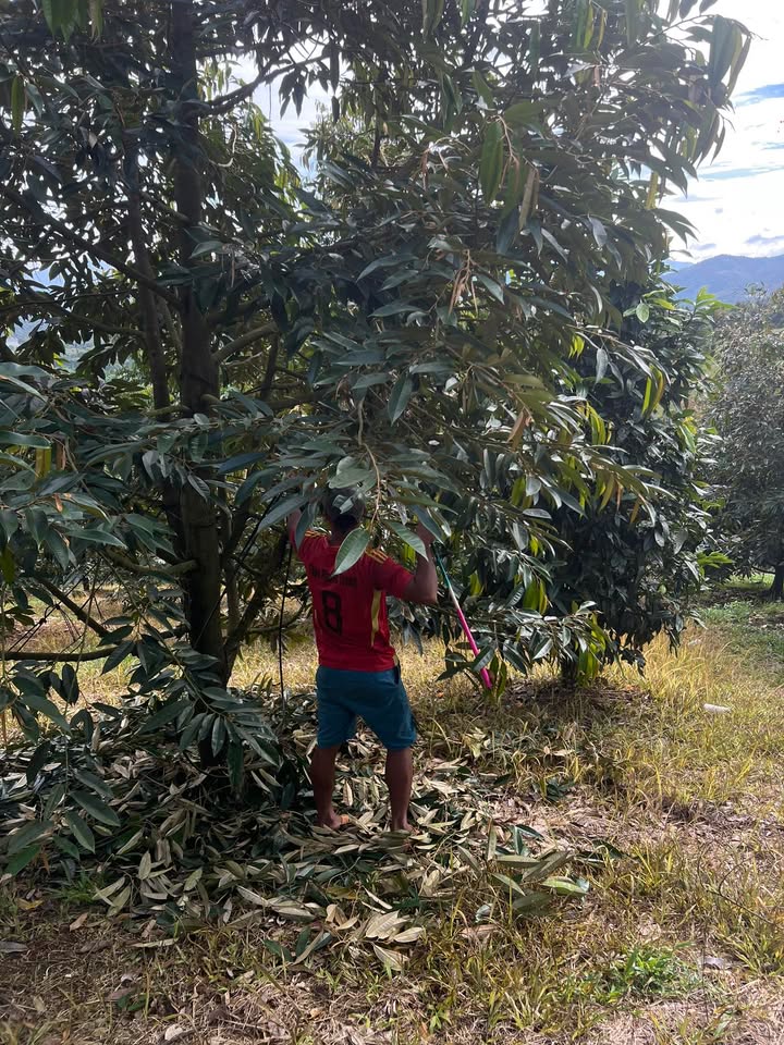 Đất vườn sầu riêng 1.6ha tại Đạ Ploa - Giá chỉ 5 tỷ, đầu tư sinh lời!