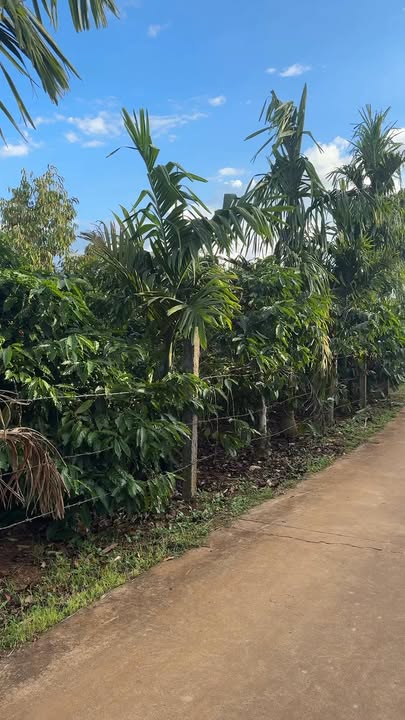 Đất Pơng Drang 350m² giá 1.55 tỷ - Đầu tư sinh lời ngay!