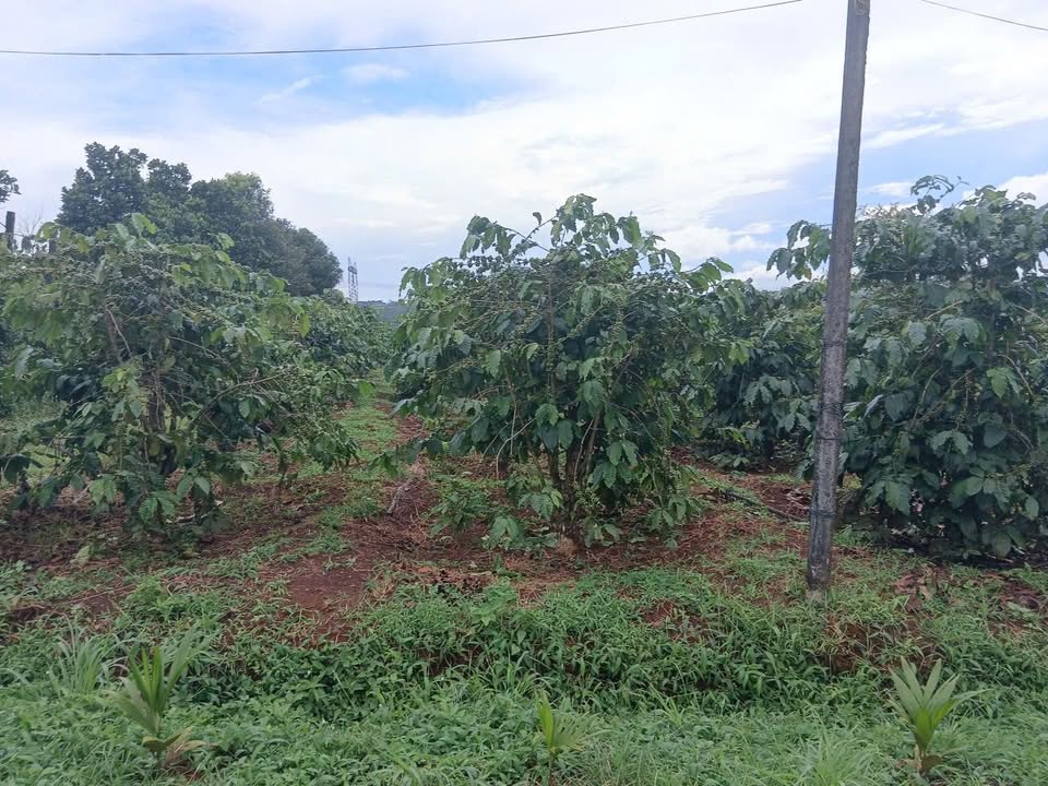 Đất nền xã Diên Phú, Pleiku 1386m² giá 500 triệu - Cơ hội đầu tư tuyệt vời!