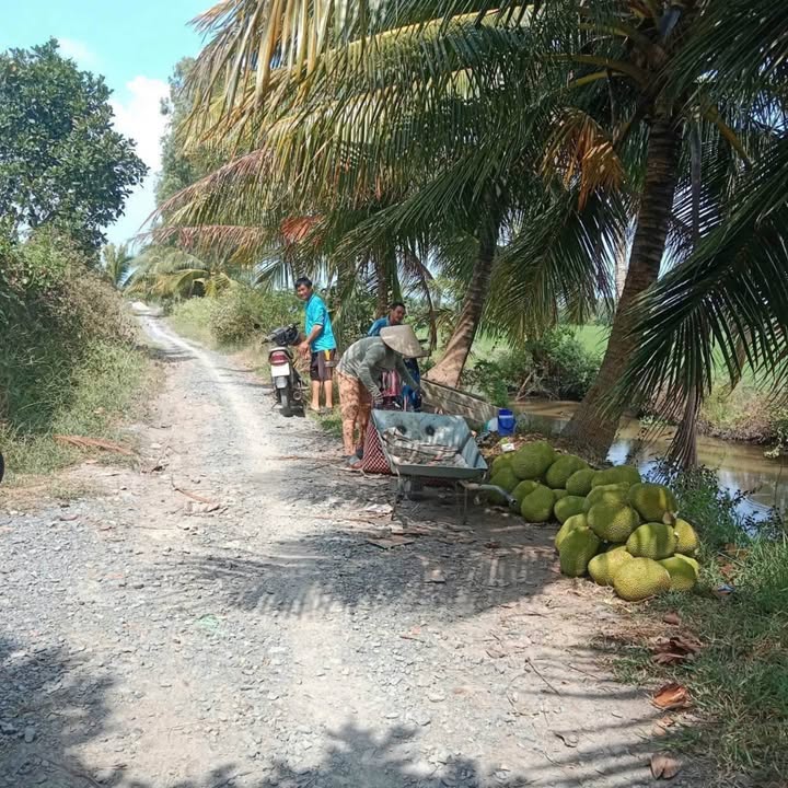 Đất nền 2500m² tại xã Trung Hiệp, Vũng Liêm - Giá chỉ 700 triệu, sẵn sàng xây dựng!