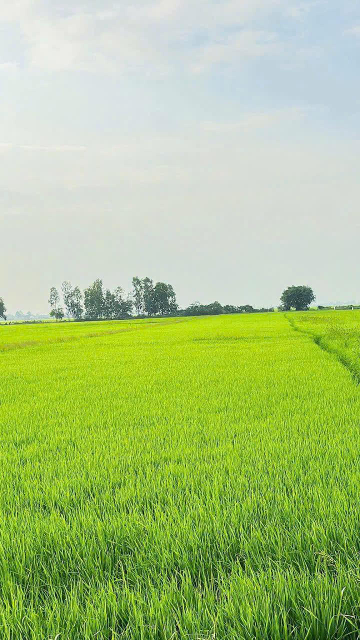 Đất nửa lô ruộng lúa Kinh Đông Bình Tân Hiệp 900m² giá 2.8 tỷ - Sổ hồng chính chủ!