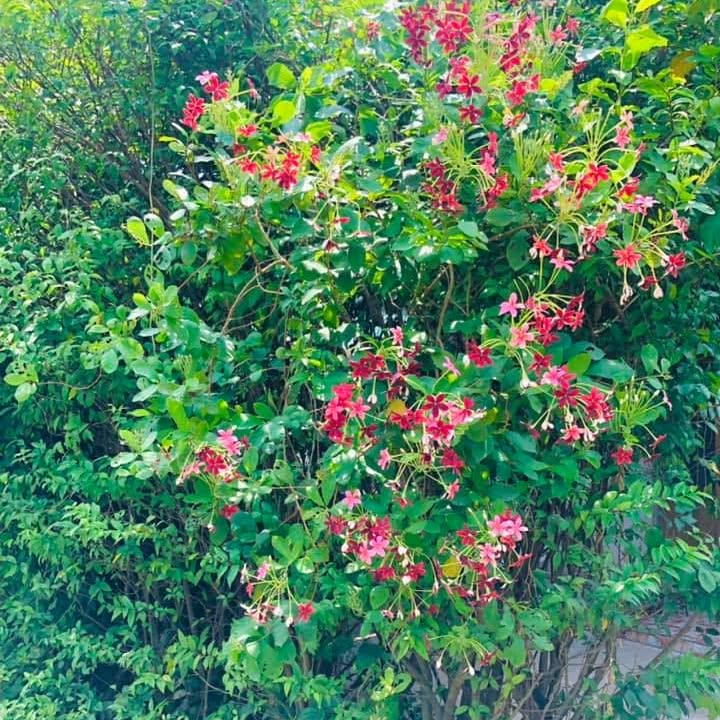 Nhà vườn đẹp tại xã Bình Tịnh, Tân Trụ, 1300m² giá 3.4 tỷ - Địa điểm lý tưởng nghỉ dưỡng!