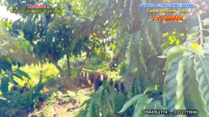 Farm đẹp gần suối tại xã Nam Ka, Đắk Lắk 20.000m² giá 1.9 tỷ - Nguồn thu ổn định!