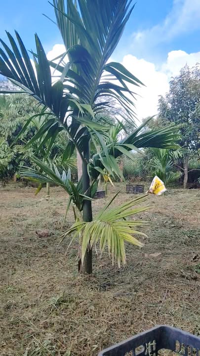 Đất nền 2500m² tại Krông Búk - Mặt tiền tỉnh lộ 8, giá chỉ 5 tỷ!