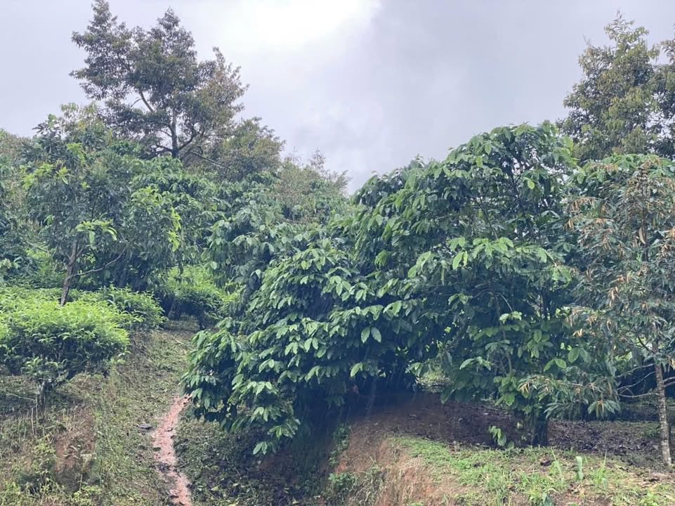 Đất vườn Lộc Nam Bảo Lâm 1080m² giá 1 tỷ - Chính chủ cần bán gấp!