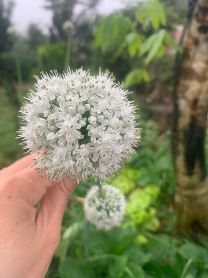 Đất Tân Văn, Lâm Hà 360m² giá 580 triệu - Sổ đỏ chính chủ, đầu tư lý tưởng!