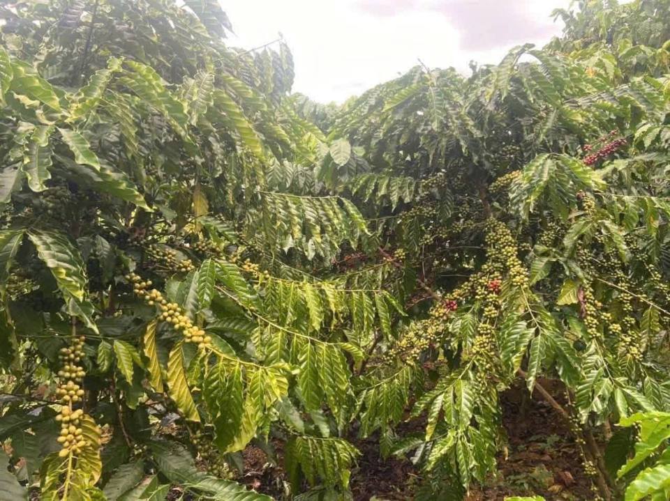 Đất nền Hẻm 89 Phùng Hưng, Lộc Tiến, Bảo Lộc 2500m² - Giá đầu tư tốt chỉ 1.38 tỷ!