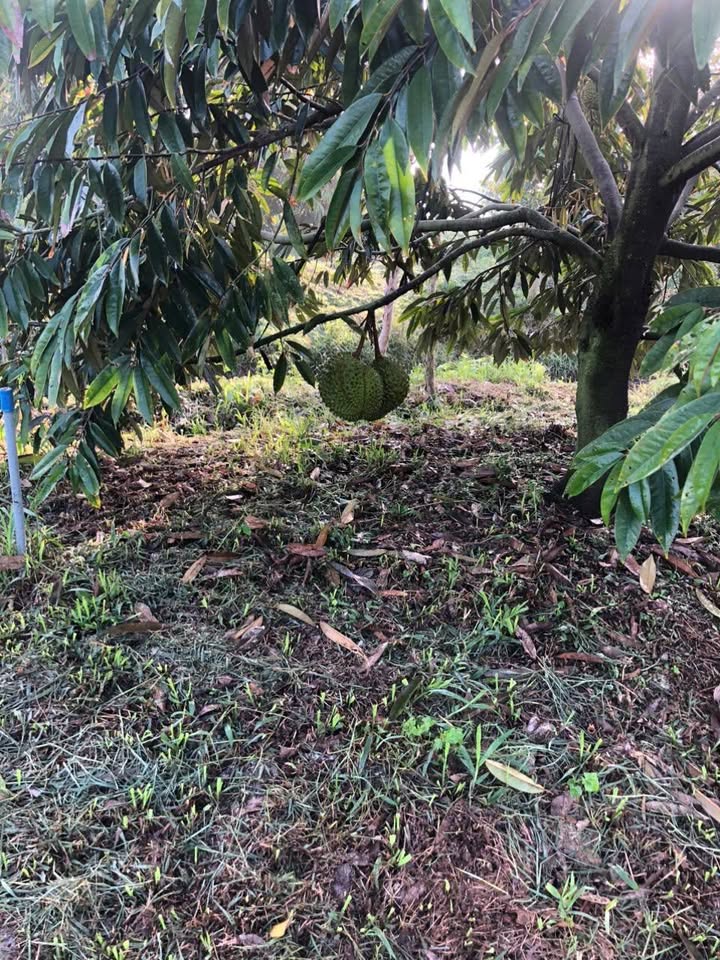 Đất vườn sầu riêng Tân Phú Trung 9999m² giá 1.72 tỷ - Đầu tư sinh lời cao!