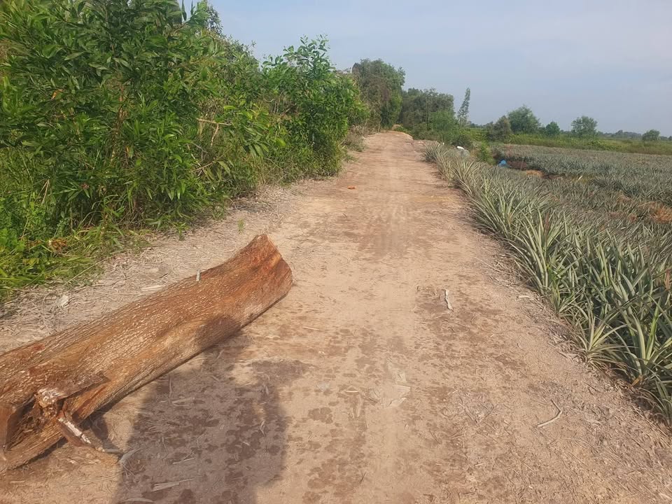 Đất trồng khóm 20 công tại Tân Phước 1, Đồng Tháp chỉ 2.8 tỷ - Đầu tư sinh lời ngay!