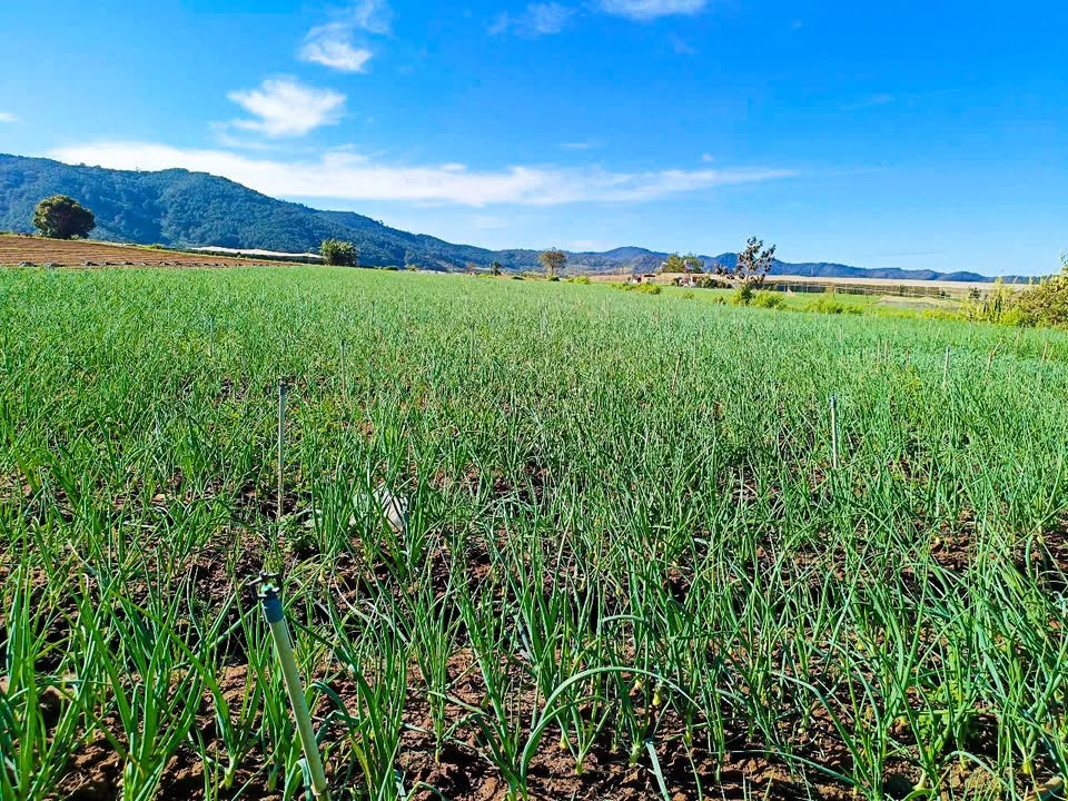 Đất nền Ka Đơn Đơn Dương 5000m² giá 1.9 tỷ - Sổ hồng chính chủ, đầu tư sinh lời!