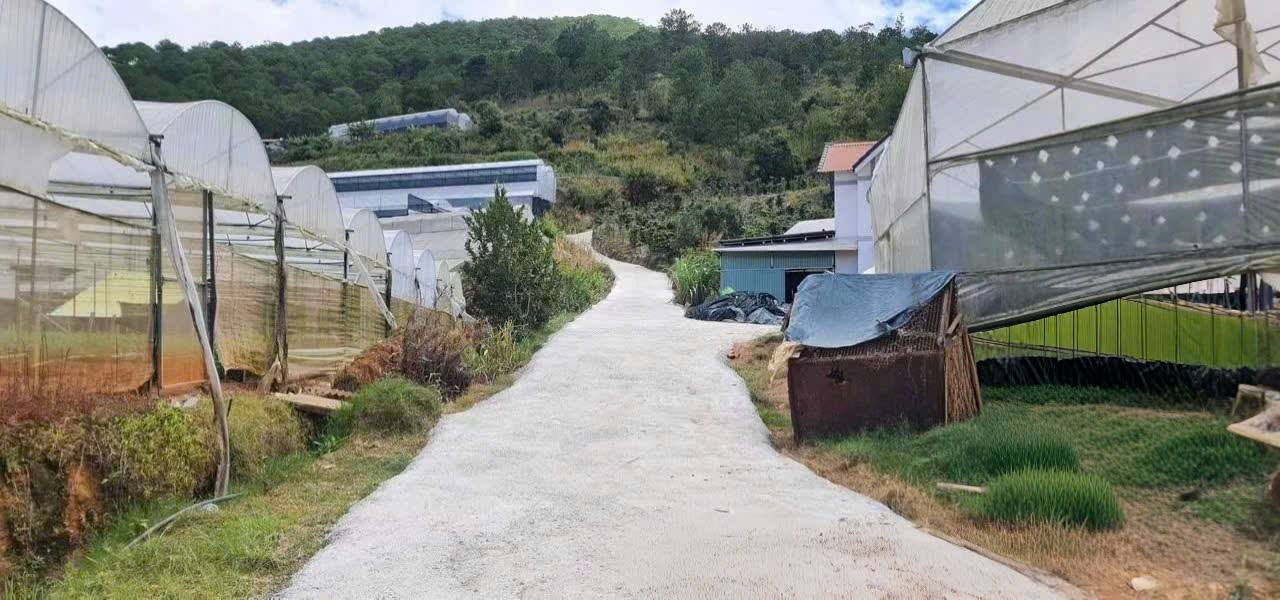 Đất nền SRNN P11 Đà Lạt 1200m² giá 2.4 tỷ - Cơ hội đầu tư hiếm có!