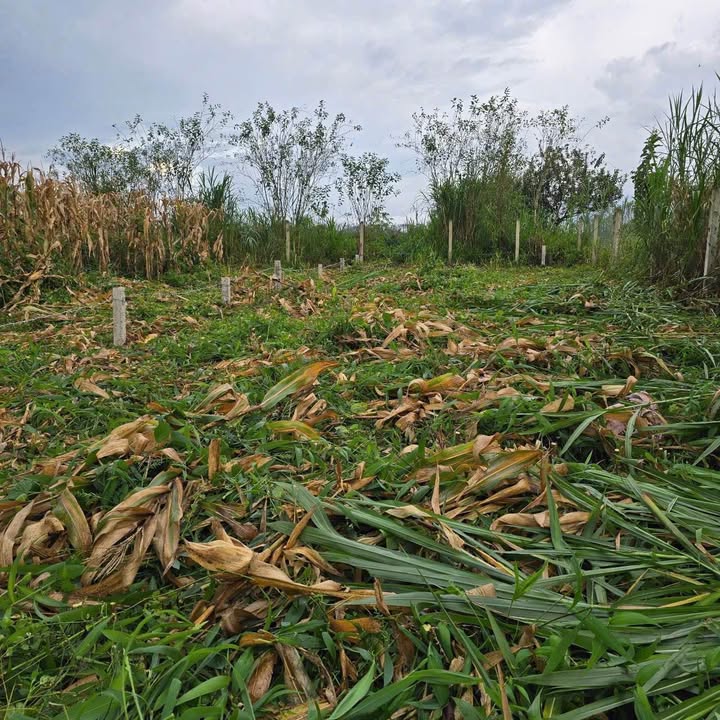 Đất nền Tân Hội, Đức Trọng 140m² giá 480 triệu - Đầu tư sinh lời ngay!