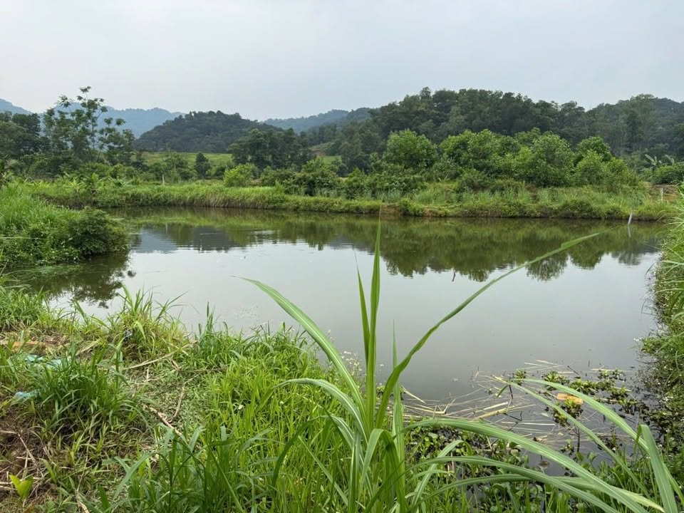 Đất Hoa Sơn 3160m² giá thỏa thuận - Tiềm năng phát triển nghỉ dưỡng!