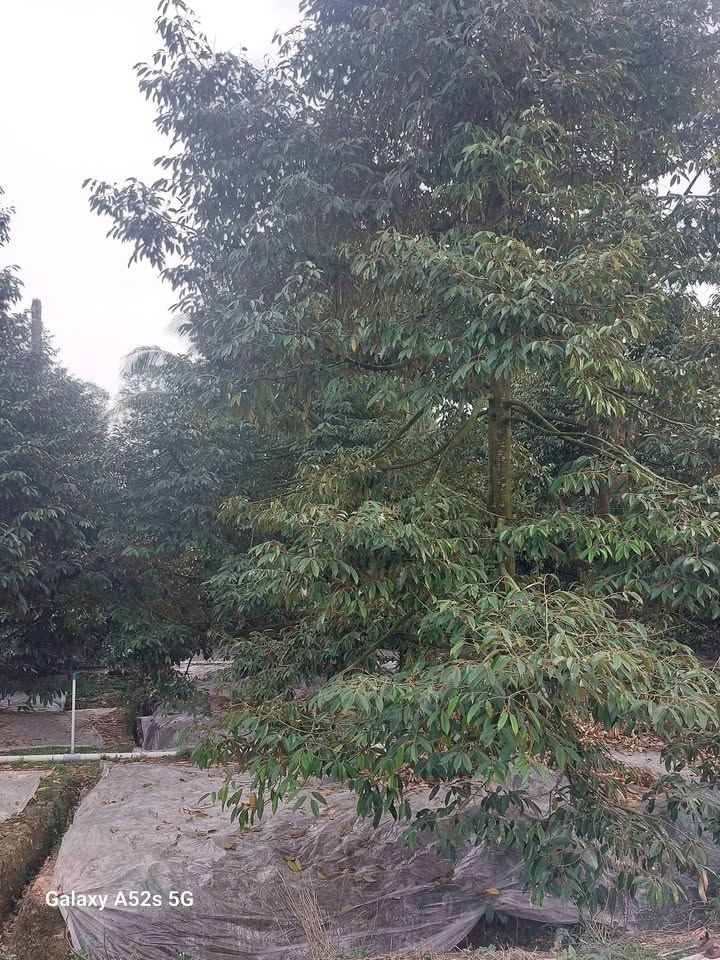 Đất nông nghiệp xã Cái Nhum, Mang Thít 2460m² giá 690 triệu - Cơ hội đầu tư tuyệt vời!