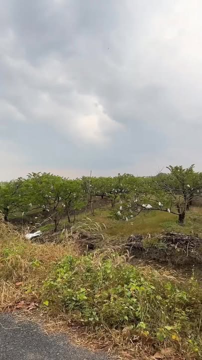 Đất trồng mãng cầu 10,000m² phường Ninh Thạnh, Tây Ninh - Giá tốt, không thể bỏ lỡ!