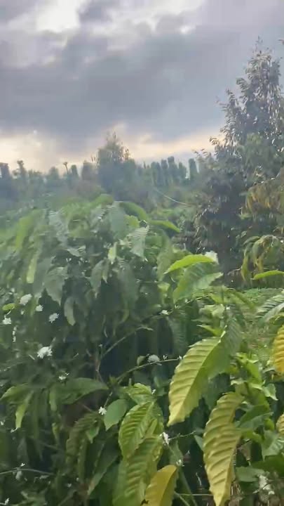 Đất nền Cư M'gar 1ha giá 3.95 tỷ - Pháp lý rõ ràng, gần dân cư!