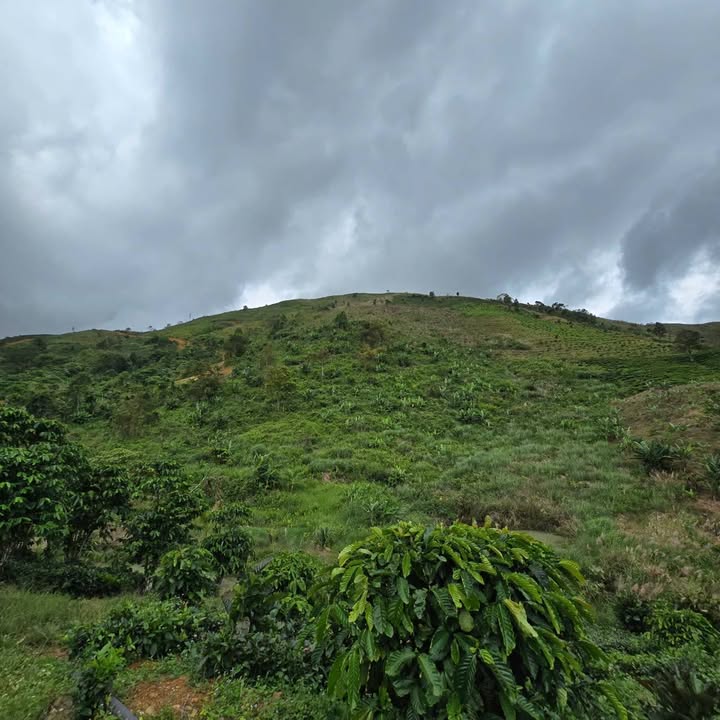 Đất nền 2,6 héc tại Lộc Thành, Bảo Lâm chỉ 150 triệu - Pháp lý rõ ràng!