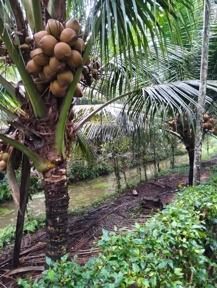 Bán đất thổ cư 200m² gần Cầu Gạch 2, Vĩnh Long - Đầu tư sinh lời ngay!