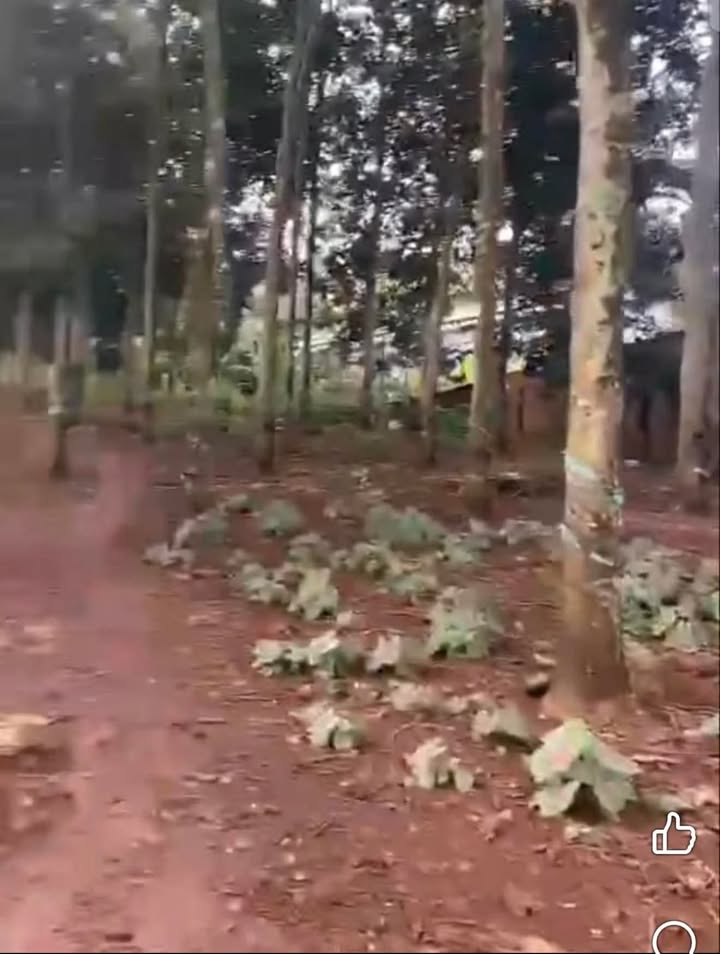 Đất nền 20,000m² mặt tiền nhựa Phước Lộc - Giá chỉ 12 tỷ - Cơ hội đầu tư tuyệt vời!