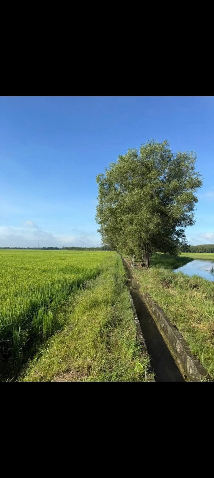 Đất lúa 400m² An Nhơn Tây giá 290 triệu - Cơ hội đầu tư hấp dẫn!