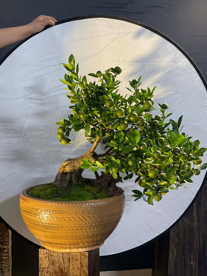 Đất nền Gia Thịnh Ninh Bình 477m² giá chỉ 1.6 tỷ - Đầu tư sinh lời ngay!