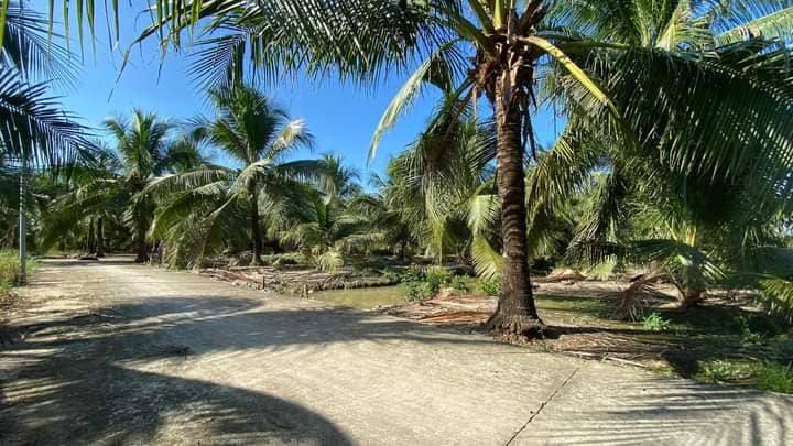 Đất vườn dừa xã Hữu Định 1450m² giá 2 tỷ - Đầu tư sinh lời ngay!